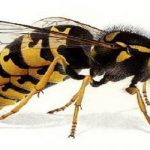 Dịch vụ bắt tổ ong tỉnh Hưng Yên