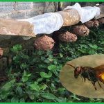 Dịch vụ diệt ong tại TP.HCM