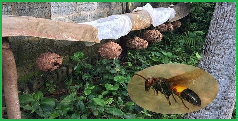 Dịch vụ diệt ong tại TP.HCM