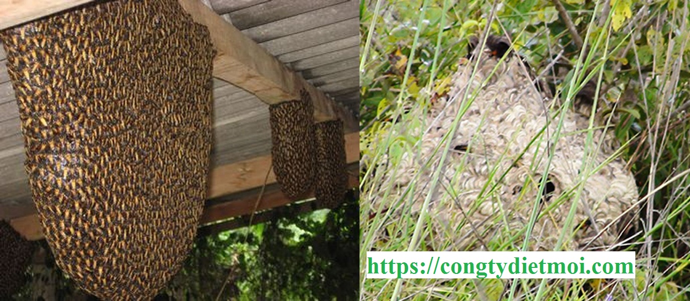 Bắt ong vò vẽ là tài năng đặc biệt của con người khi có khả năng tìm kiếm, vận dụng và thu hái được mật ong quý giá từ đàn bầy sôi động. Qua hình ảnh, bạn sẽ thấy được tầm quan trọng của nghề nuôi ong vò vẽ và những bước chuẩn bị cần thiết để bắt ong an toàn.