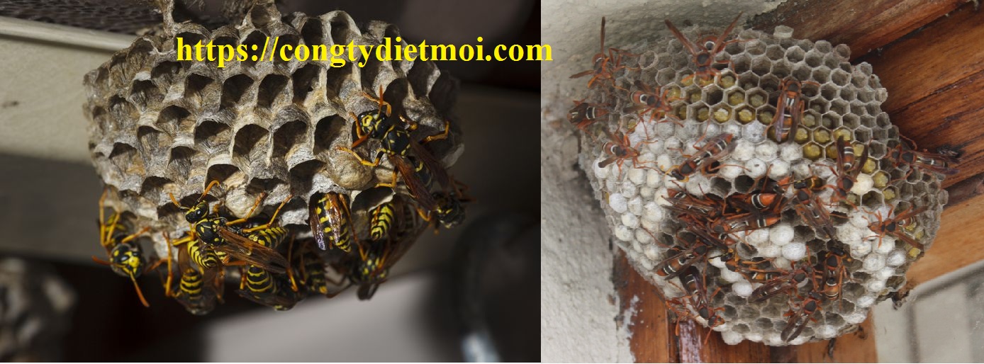 Diệt ong Lâm Đồng là một việc làm đã gây ra sự lo lắng từ cộng đồng yêu thiên nhiên. Để hiểu thêm về sự quan trọng của ong vò vẽ và cách bảo vệ chúng, hãy xem hình ảnh liên quan.