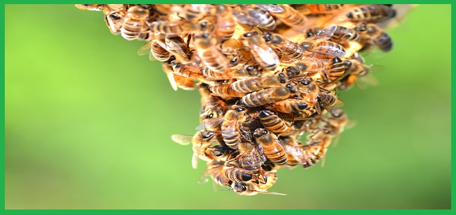 Trung tâm bắt ong tại thành phố Đà Nẵng