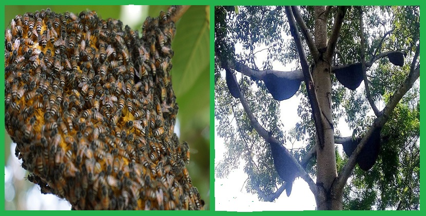 Trung tâm xử lý ong tại Phú Thọ