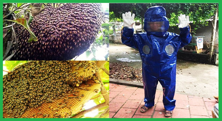 Đội bắt tổ ong tỉnh Vĩnh Phúc