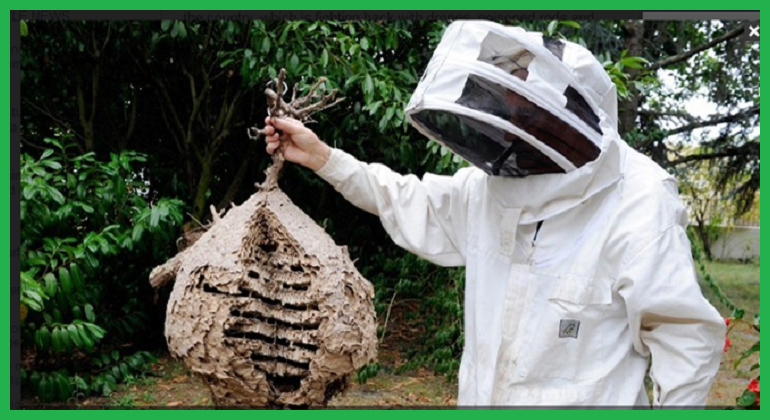 Đội bắt tổ ong tỉnh Vĩnh Phúc