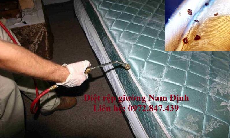 Diệt rệp giường Nam Định – Diệt gián, diệt nhện hiệu quả