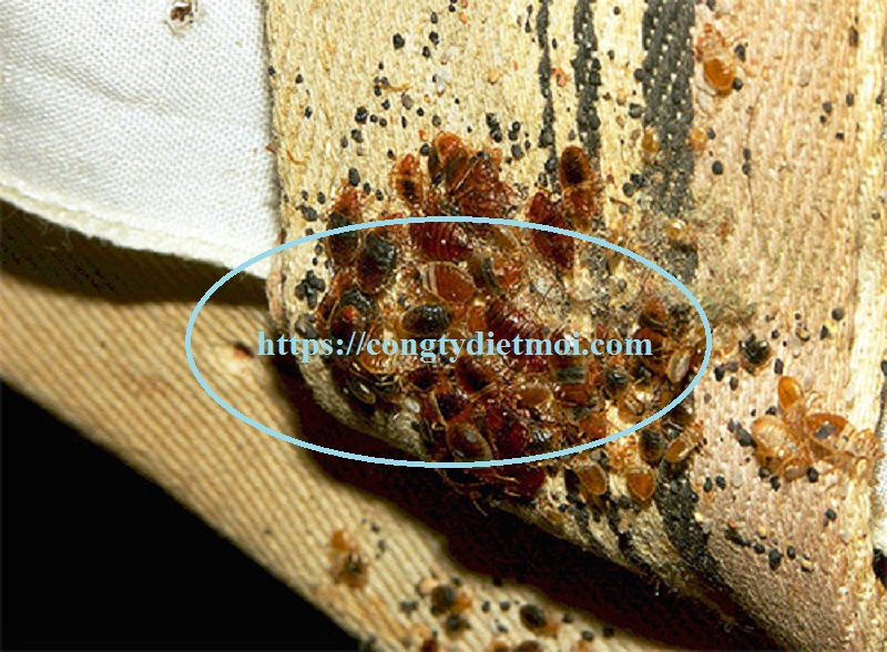 Diệt rệp giường Bắc Ninh – Diệt gián, rận. Liên hệ 0972847439 (24/24h)