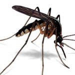 phun thuốc diệt muỗi tại Hà Nam