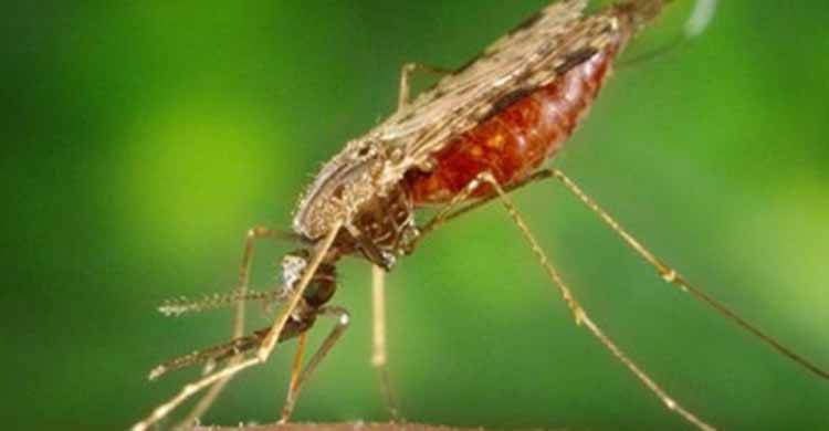 phun diệt muỗi tại Nam Định