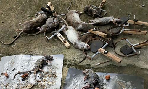 diệt chuột tại Bắc Thăng Long