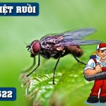 dịch vụ diệt ruồi tại Đồng Nai
