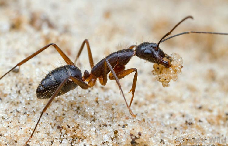 diệt kiến ba khoang tại Đà Nẵng