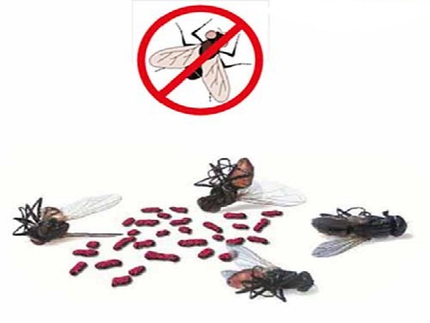 dịch vụ diệt ruồi tại Đồng Nai
