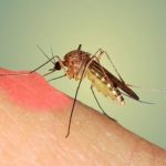 Công ty diệt muỗi tại Đồng Nai