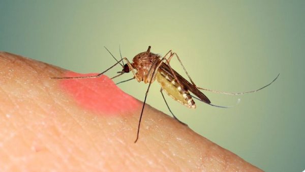 Công ty diệt muỗi tại Đồng Nai