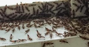 Dịch vụ diệt kiến ba khoang tại Bình Dương