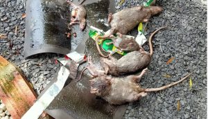 dịch vụ diệt chuột tại Bắc Giang