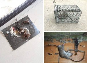 dịch vụ diệt chuột tại Bắc Giang