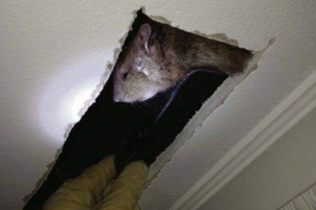 dịch vụ diệt chuột tại phòng trọ