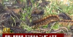 Nạn sâu róm tại Thổ Nhĩ Kì