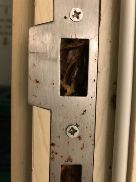 diệt gián đức cho chung cư