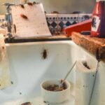 diệt gián đức cho chung cư